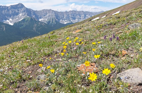 Profuse alpine arnica above treeline.