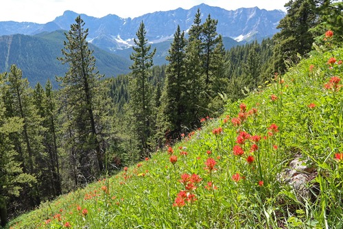 Great paintbrush meadows below treeline.