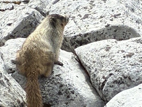 The only wildlife we met