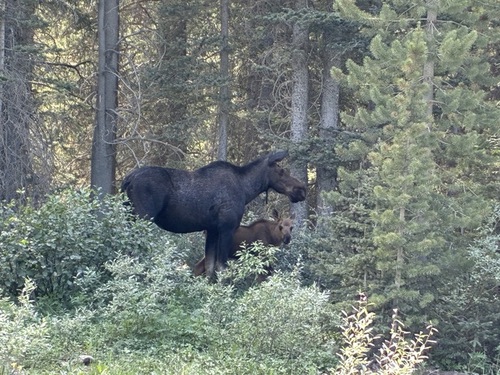 Big moose and baby moose