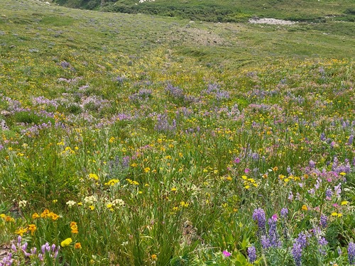 A proliferation of flowers 