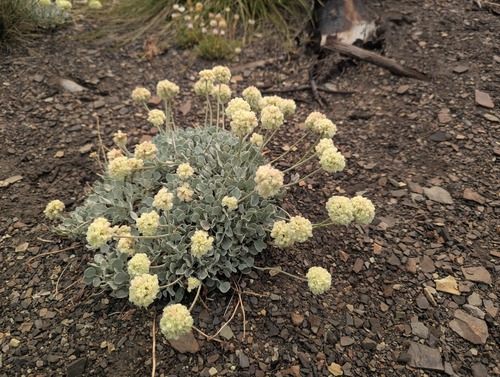 Silver Plant (Eriogonum ovalifolium)