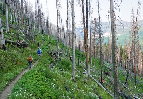 Shady switchbacks above Cameron Lake.