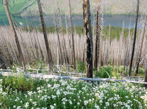 Profuse flowers in what was formerly dense forest.