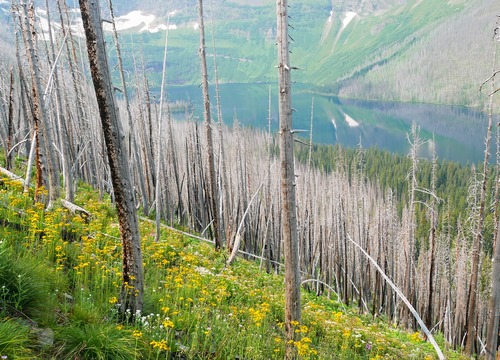 The recovery from the 2017 fire is interesting to observe.