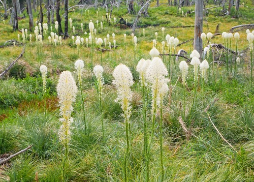 More beargrass! 