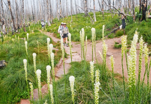 Abundant beargrass in the vicinity of Summit Lake