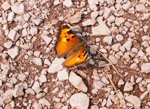 Other than occasional horseflies, the only insects of note were the swarms of butterflies 