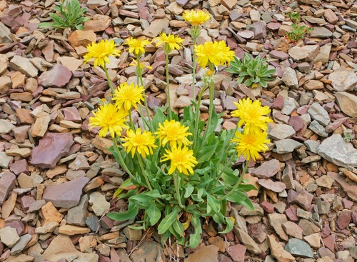 Changing but still abundant flora as the trail transitioned onto red rock. 
