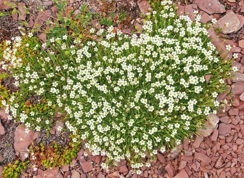 I think that this is Alpine Starwort (flower people?)
