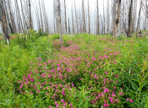 Monkeyflower paradise below the lake on the return. 