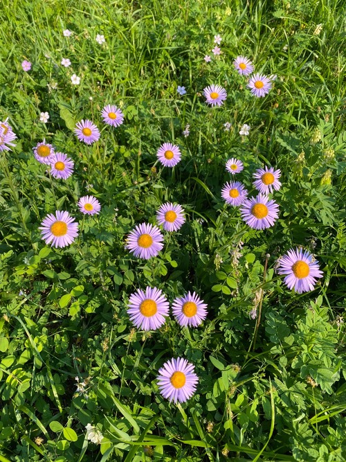 Lovely distraction while climbing up