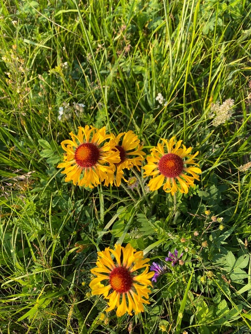 The prairie flowers were still fresh here, unlike in Calgary