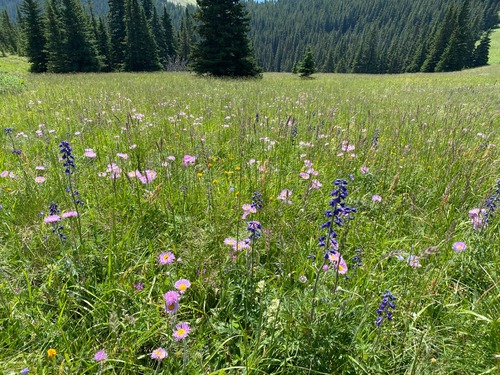 Pretty meadows 