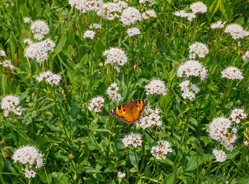 Like at Carthew Summit the previous day, there were many butterflies in the meadows taking advantage of abundant wildflowers.