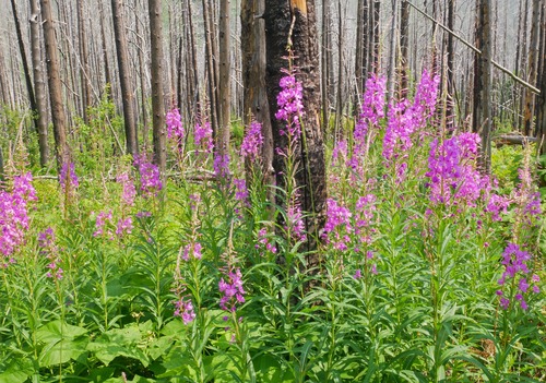Life goes on as the forest recovers