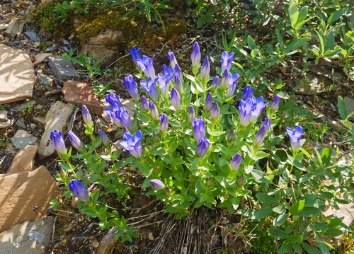 Gentian! 