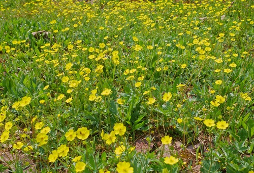 An infinity of buttercups