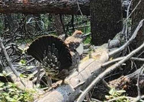 A Spruce Grouse with its tail displayed