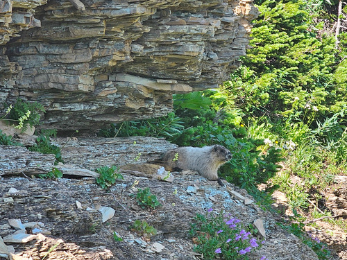 The local Marmot trying to remain cool