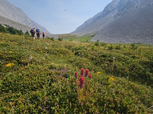 Lush meadows in the upper valley 