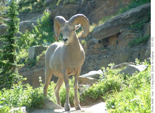 Sheep <i>(ovis canadensis)</i>