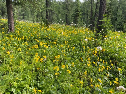 Forest filled with arnica and valerian 