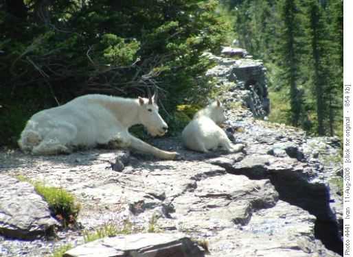 Goats <i>(Oreamnos americanus)</i>