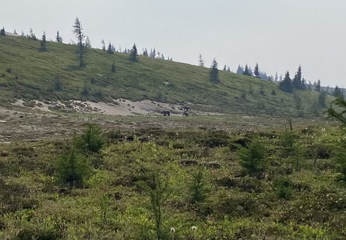 The 3 grizzlies 