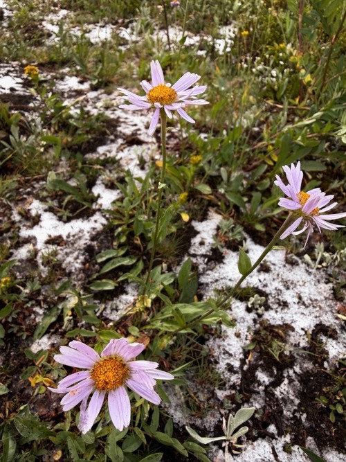 Surpising dusting of snow from overnight, despite the very hot days prior