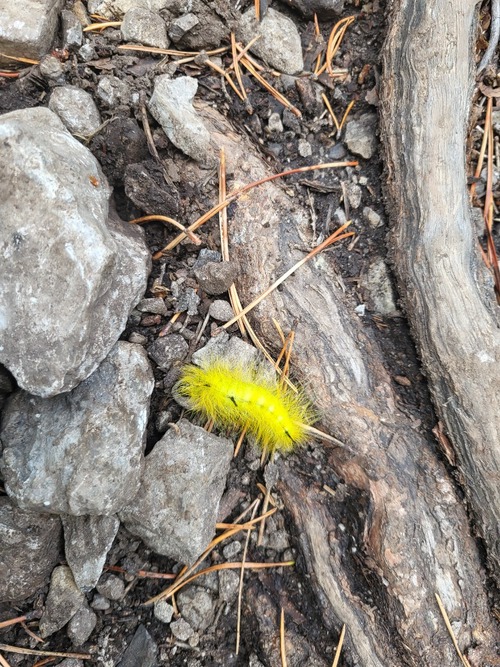Bright yellow caterpillar on the trail