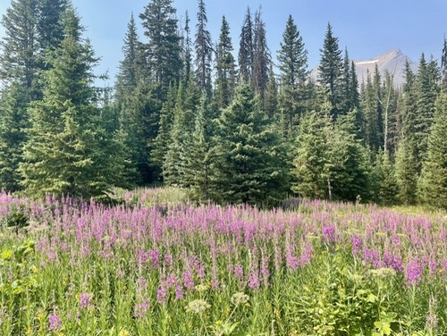 Abundant displays of fireweed near Chester Lake 