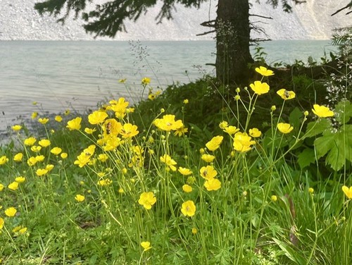 These beautiful yellow flowers were found along the shores of Chester Lake 