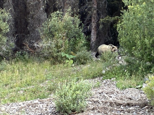 500 meters north of Elbow Lake parking area, 1 of 3 bears. 