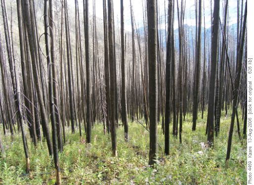 Burnt Trees Burnt Trees