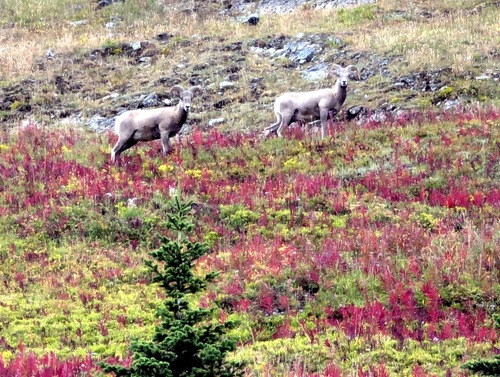 Sheep looking at us while we look at them 
