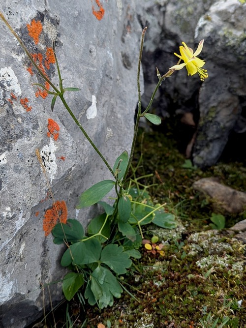 Yellow Columbine (Aquilegia flavescens)
