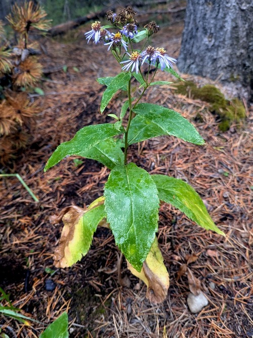 Showy Aster (Eurybia conspicua)
