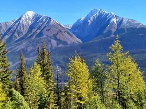 A few larches