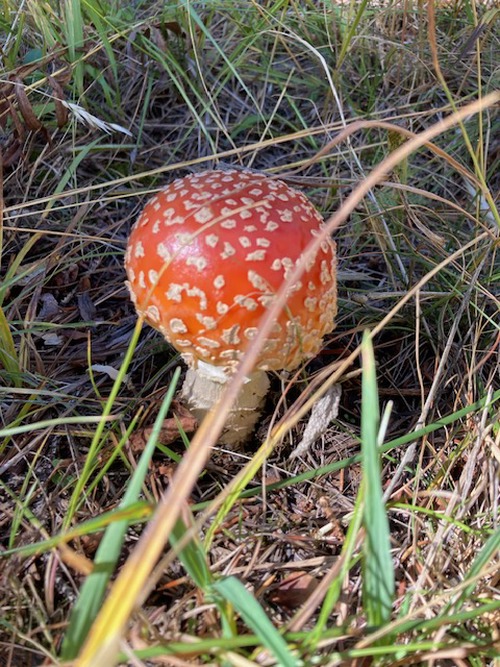 Fly agaric mushroom (<i>Amanita muscaria</i>), a poisonous variety