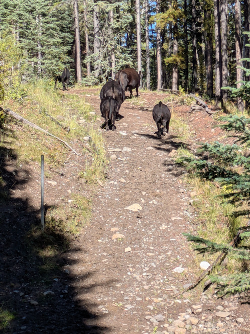Hike leaders up the hill to the parking lot
