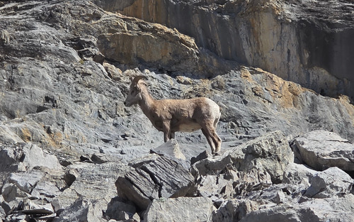 The usual herd of mountain sheep