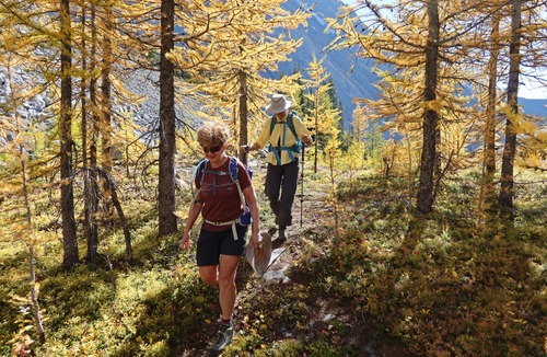 A too brief walk in the golden forest at the edge of treeline. 