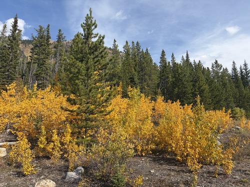 Autumn color