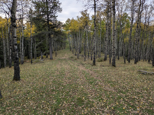 Some trees had already lost their leaves