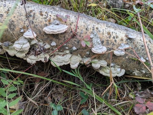 mini fungi on a log