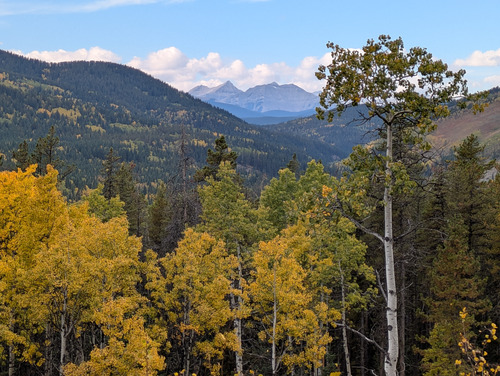 Yellow & green aspens with a view west