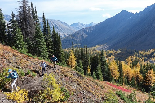 At a junction where the Pocaterra Cirque trail loops around, there is now improved approach to the ridge