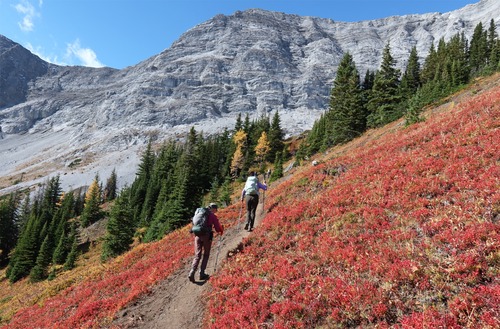 Larch weren't the only fall colour! 
