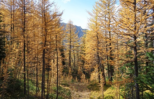 Peak larch at this spot, with needles already falling in the wind.